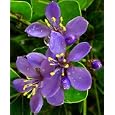 Lignum-vitae 10 Seeds-Bonsai- Tree of Life-Guaicum