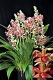 Phaius Lady Ramona Harris orchid large seedling