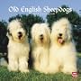 Old English Sheepdogs 2010 Square Wall (Multilingual Edition)