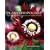 Planthropology: The Myths, Mysteries, and Miracles of My Garden Favorites