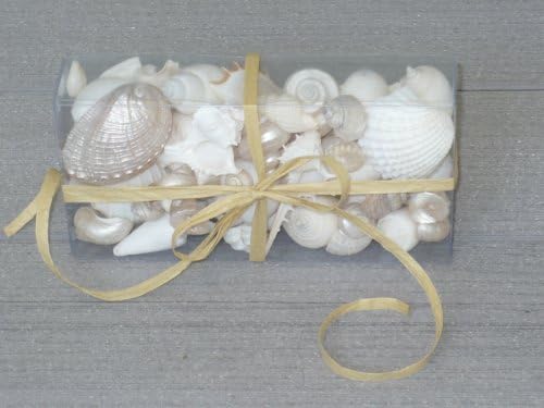 Seashells - White Decor Wedding, Christmas or Crafts - 30+ Shells