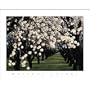 Almond Blossoms Poster Print