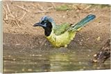 Box Canvas Print of Green Jay from Ardea