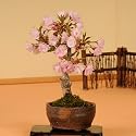 盆栽：一才桜(信楽焼小鉢）