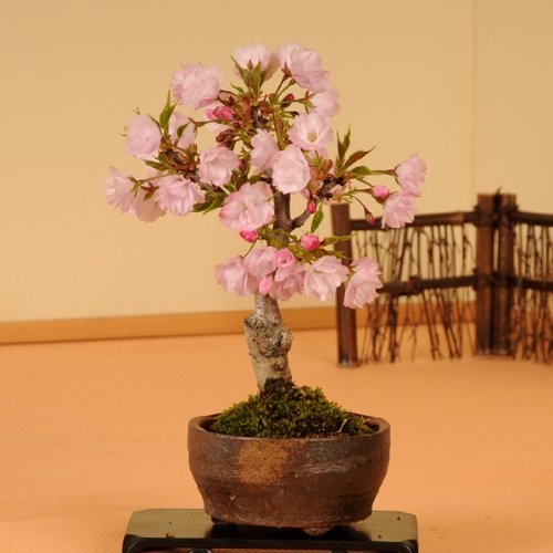 盆栽：一才桜(信楽焼小鉢）