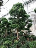 Podocarpus macrophyllus - Steineibe Topfbreite 80 cm / Pflanzenhöhe 375 cm mit Topf / Bonsai