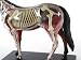 Revell X-Ray Horse Anatomy Models_s-4