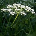 200 Seeds, Anise Herb (Pimpinella anisum) Seeds By Seed Needs