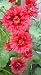 No. 54 Bi-Color Red Pink Hollyhock 20 Garden Flower Seeds Plus Additional Package