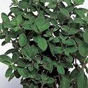 Sweet MARJORAM [Oregano] 1500 SEEDS