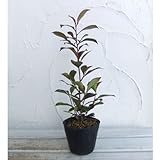 ホンサカキ（本榊）3.5号ポット 2株セット[神棚・祭壇のお供えの木]