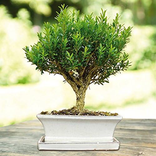 20 seeds Buxus Bonsai Tree Seeds