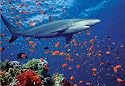 Melissa & Doug Shark 100 Piece Jigsaw Puzzle
