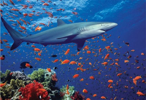 Childrens Toyshop  Toys : Melissa & Doug Shark 100 Piece Jigsaw Puzzle