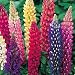 Lupine Russell Mix - 30 Seeds