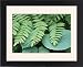 Framed Prints of Royal fern (Osmunda regalis) from Science Photo Library