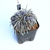 多肉植物:ディッキア コリスタミネア*10cm