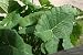 Humongous Thailand Giant Elephant Ear Plant - Colocasia