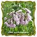 Nodding Onion (Allium cernuum) Jumbo Wildflower Seed Packet - 500 Seeds