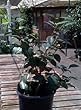 Nuccio's Gem Camellia Five Gallon Plant