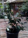 Nuccio's Gem Camellia Five Gallon Plant