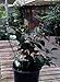 Nuccio's Gem Camellia Five Gallon Plant