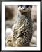 Jenny the Meerkat Shows Her New Babies How to Stand at London Zoo, June 2005 Framed Art Poster Print by Mirrorpix, 39x49