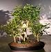 Bonsai Boy's Hawaiian Umbrella Bonsai Tree - Golf Group Scene Arboricola Schefflera