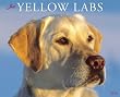 Just Yellow Labs 2010 Wall Calendar
