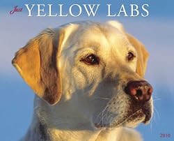 Just Yellow Labs 2010 Wall Calendar