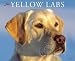 Just Yellow Labs 2010 Wall Calendar