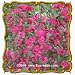 Clarkia (Clarkia unguiculata) Jumbo Wildflower Seed Packet - 2000 Seeds