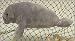12" Manatee Stuffed Animal