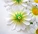 (100) Silk White Gerbera Daisy Flower Heads , Gerber Daisies - 1.75