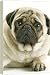 Dog - Pug - 20 Inch Canvas Print (51 cm) by Ardea