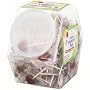 YummyEarth Organic Vitamin C Pops Counter Bin, 150 Count, 30.0-Ounce Tub