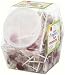 YummyEarth Organic Vitamin C Pops Counter Bin, 150 Count, 30.0-Ounce Tub