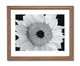 Yellow Sunflower B/W Photo Home Decor Wall Picture Oak Framed Art Print