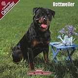 Rottweiler 2009 Wall Calendar