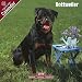   - Rottweiler 2009 Wall Calendar