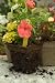 CowPots 15 Pk Image