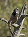 Captive Coati (Nasua Narica), Minnesota Wildlife Connection, Sandstone, Minnesota, US...