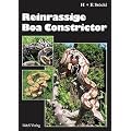 Reinrassige Boa constrictor