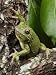 Barking Treefrog Peers from the Crotch of a Tree Photographic Poster Print by George ...