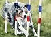 Australian Shepherd Dog Art Print Signed by Artist DJ Rogers