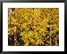 A Birch Tree Yellowed by the Autumn Season National Geographic Collection Framed Art ...