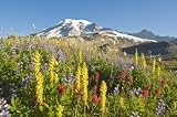 Wildflowers in Mount Rainier National Park - Washington, Mt Rainier National Park, Washington State, Usa - 60