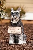 Miniature Schnauzer statuary