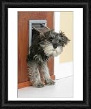 Framed Print of DOG. Schnauzer puppy coming through cat flap from Ardea