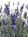 Lavender - 24